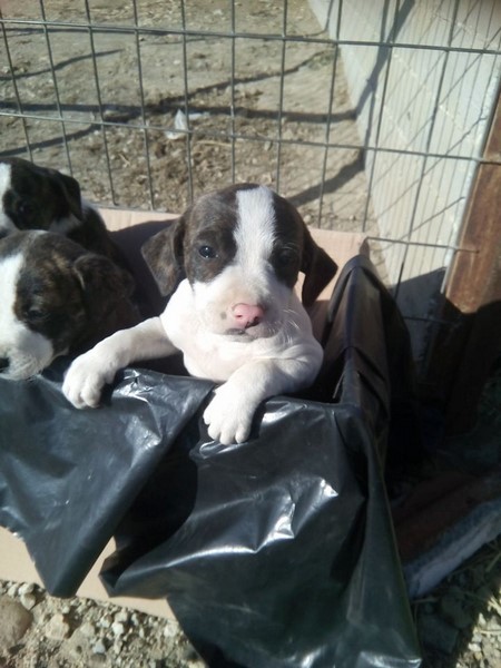 pitbull
