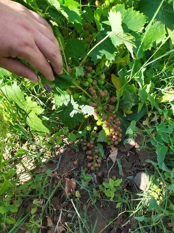 105968749 588997018411141 9206311230710743528 n