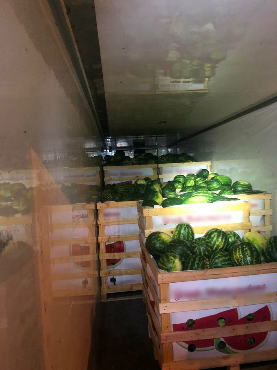 fortigo me karpouzia elas