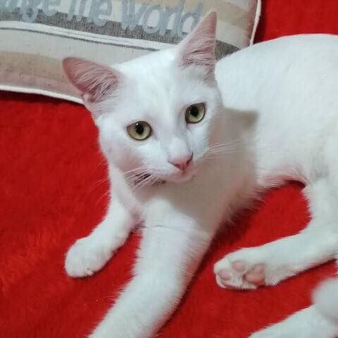gatos1