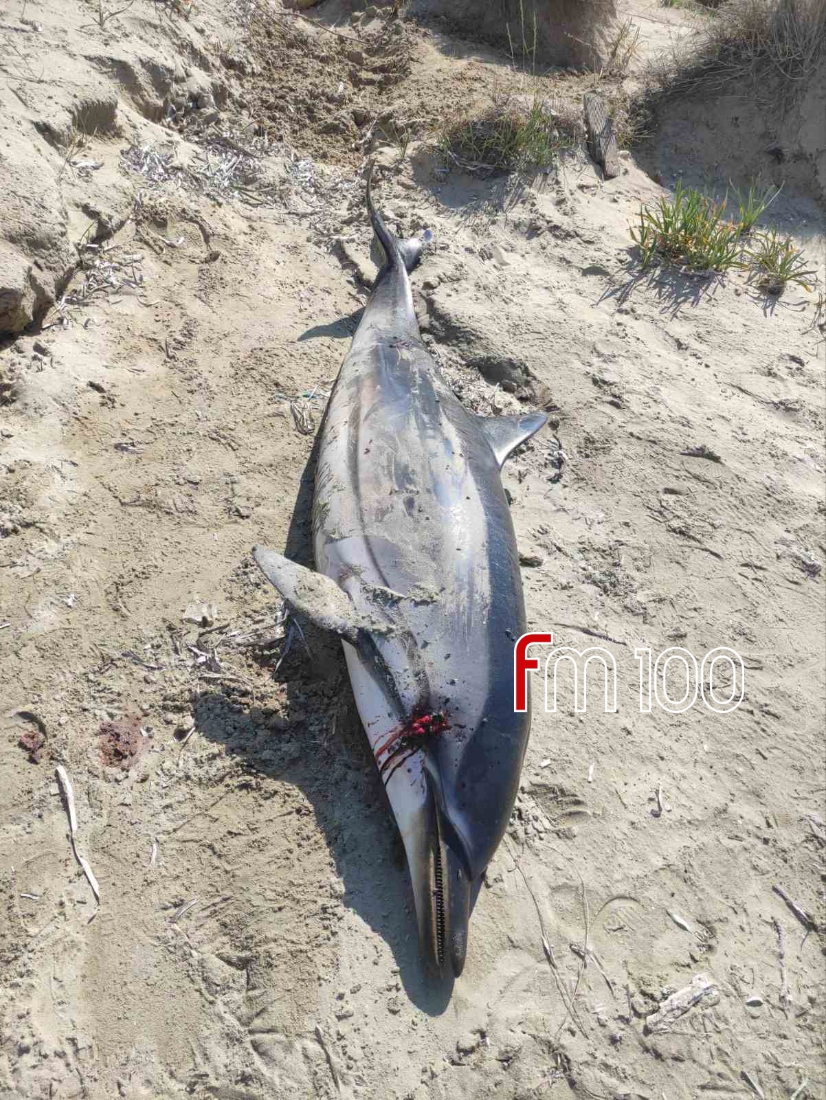 batch 2025 06 10 21 40 00 014