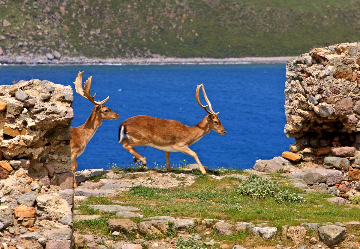 kastro
