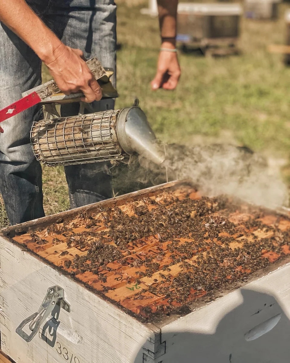 Kapnisma melisswn nomadhoney485