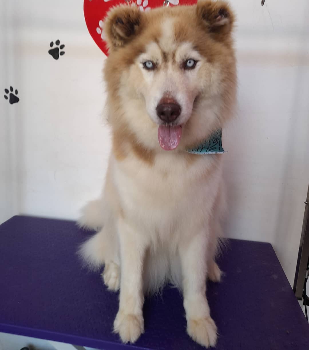 alegrito pet shop grooming limnos 1111