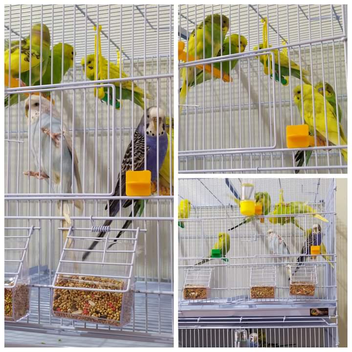 alegrito pet shop grooming limnos 13