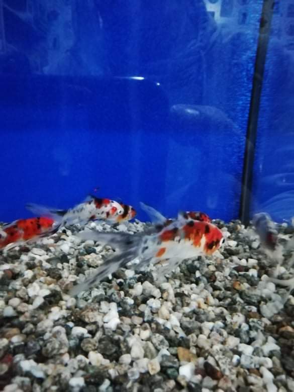 alegrito pet shop grooming limnos 14