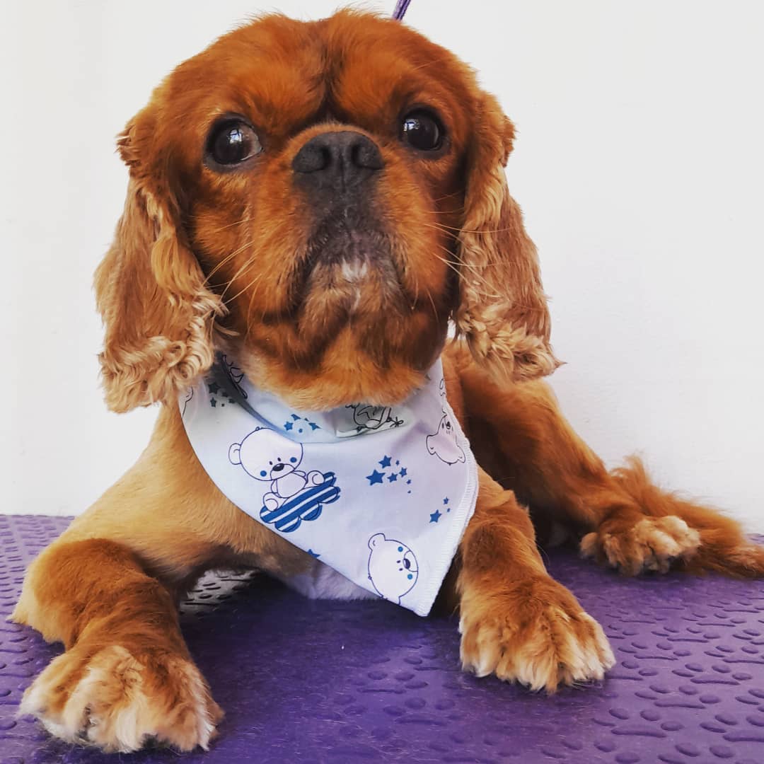 alegrito pet shop grooming limnos 2222
