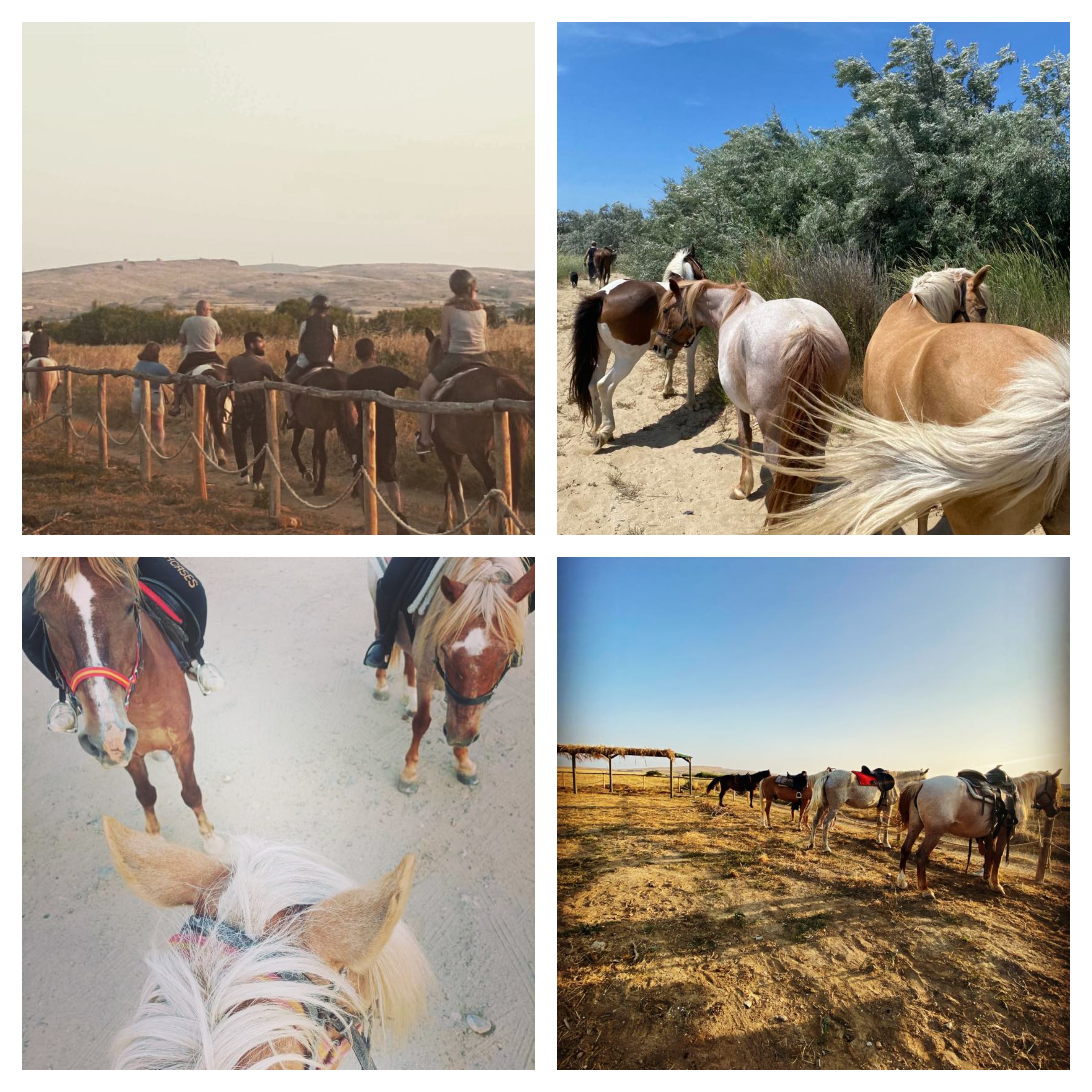 ekse texas