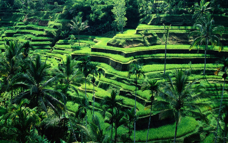bali