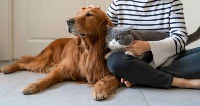 Σε σύγκρουση με το ΥΠΕΣ οι κτηνίατροι | Αποχή και αντιδράσεις για το DNA των ζώων συντροφιάς