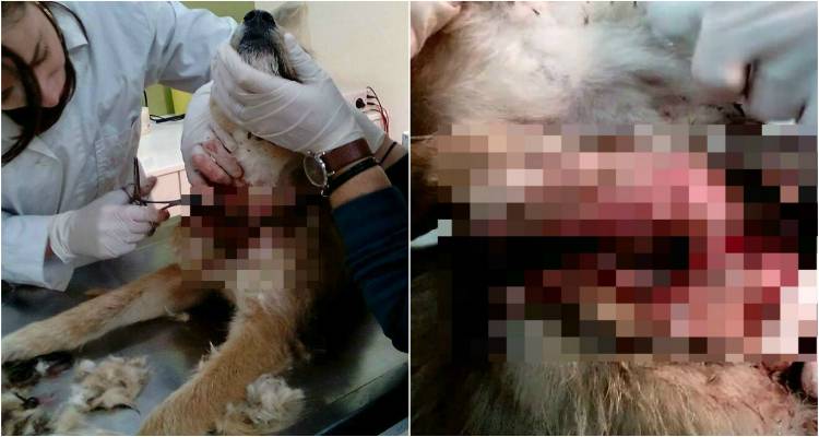 &Lambda;ή&mu;&nu;&omicron;&sigmaf;: &Beta;&rho;έ&theta;&eta;&kappa;&epsilon; &alpha;&delta;έ&sigma;&pi;&omicron;&tau;&omicron; &sigma;&epsilon; ά&theta;&lambda;&iota;&alpha; &kappa;&alpha;&tau;ά&sigma;&tau;&alpha;&sigma;&eta; (photos &amp; video)