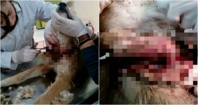 &Lambda;ή&mu;&nu;&omicron;&sigmaf;: &Beta;&rho;έ&theta;&eta;&kappa;&epsilon; &alpha;&delta;έ&sigma;&pi;&omicron;&tau;&omicron; &sigma;&epsilon; ά&theta;&lambda;&iota;&alpha; &kappa;&alpha;&tau;ά&sigma;&tau;&alpha;&sigma;&eta; (photos &amp; video)