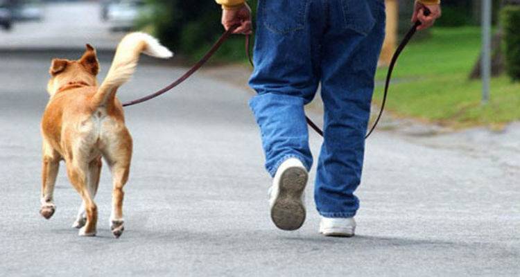 Δήμος Λήμνου: «Ανεξέλεγκτης ρύπανσης των κοινόχρηστων χώρων από τα περιττώματα κατοικίδιων ζώων»