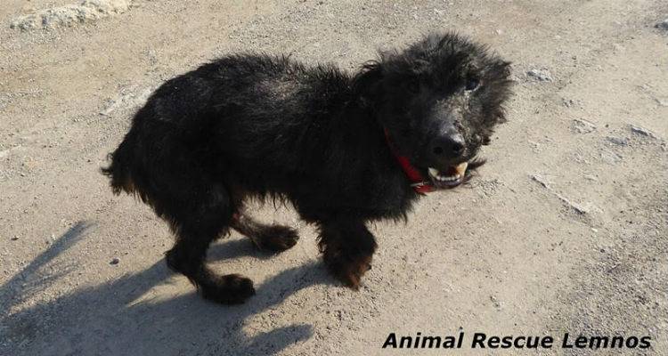 Επιστολή στο Δήμαρχο Λήμνου για τον άρρωστο «Λάμπρο» | «Επιληφθείτε των ευθυνών σας»