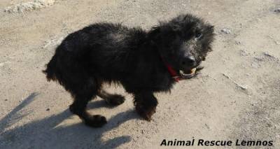 Επιστολή στο Δήμαρχο Λήμνου για τον άρρωστο «Λάμπρο» | «Επιληφθείτε των ευθυνών σας»