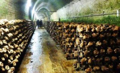 Σιδηροδρομικό τούνελ γίνεται φυτεία μανιταριών