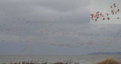 Γέμισε φλαμίνγκο ο ουρανός της Λήμνου | Ήρθαν οι όμορφοι επισκέπτες μας (photos)