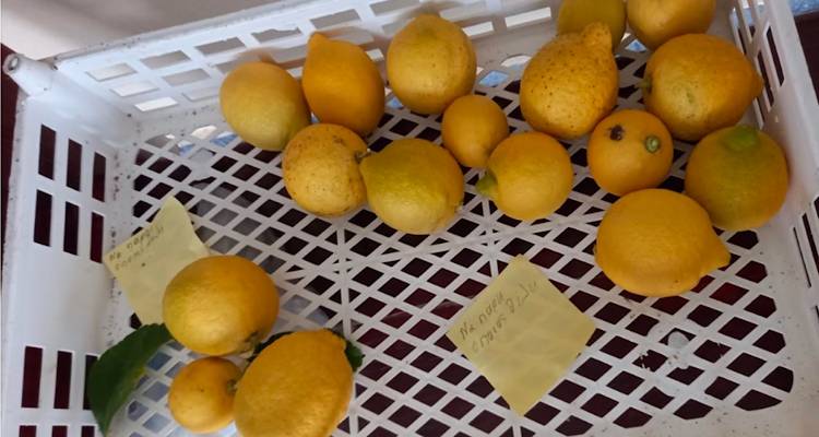 Έ&nu;&alpha; &kappa;&alpha;&phi;ά&sigma;&iota; &mu;&epsilon; &lambda;&epsilon;&mu;ό&nu;&iota;&alpha;, έ&nu;&alpha; &sigma;&eta;&mu;&epsilon;ί&omega;&mu;&alpha; &kappa;&alpha;&iota; &mu;&iota;&alpha; &omega;&rho;&alpha;ί&alpha; &pi;&rho;ά&xi;&eta;!