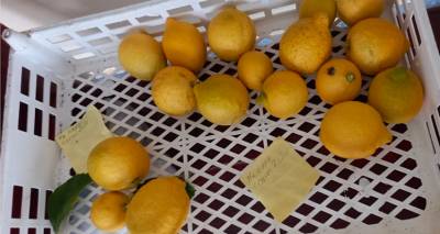 Έ&nu;&alpha; &kappa;&alpha;&phi;ά&sigma;&iota; &mu;&epsilon; &lambda;&epsilon;&mu;ό&nu;&iota;&alpha;, έ&nu;&alpha; &sigma;&eta;&mu;&epsilon;ί&omega;&mu;&alpha; &kappa;&alpha;&iota; &mu;&iota;&alpha; &omega;&rho;&alpha;ί&alpha; &pi;&rho;ά&xi;&eta;!