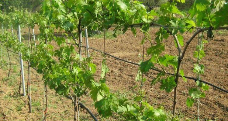 &laquo;Έ&nu;&omega;&sigma;&eta;&raquo; &Lambda;ή&mu;&nu;&omicron;&upsilon;: &Xi;&epsilon;&kappa;&iota;&nu;&omicron;ύ&nu; &omicron;&iota; &alpha;&iota;&tau;ή&sigma;&epsilon;&iota;&sigmaf; &gamma;&iota;&alpha; &phi;ύ&tau;&epsilon;&upsilon;&sigma;&eta; &nu;έ&omega;&nu; &alpha;&mu;&pi;&epsilon;&lambda;&iota;ώ&nu; &kappa;&alpha;&iota; &beta;&iota;&omicron;&lambda;&omicron;&gamma;&iota;&kappa;έ&sigmaf; &kappa;&alpha;&lambda;&lambda;&iota;έ&rho;&gamma;&epsilon;&iota;&epsilon;&sigmaf;