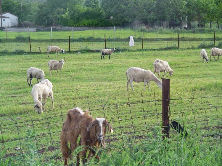 &Sigma;&tau;&omicron; &Upsilon;&pi;&omicron;&upsilon;&rho;&gamma;&epsilon;ί&omicron; &Alpha;&gamma;&rho;&omicron;&tau;&iota;&kappa;ή&sigmaf; &Alpha;&nu;ά&pi;&tau;&upsilon;&xi;&eta;&sigmaf; &tau;&omicron; &zeta;ή&tau;&eta;&mu;&alpha; &tau;&omicron;&upsilon; &kappa;&alpha;&tau;&alpha;&rho;&rho;&omicron;ϊ&kappa;&omicron;ύ &pi;&upsilon;&rho;&epsilon;&tau;&omicron;ύ &tau;&omega;&nu; &alpha;&iota;&gamma;&omicron;&pi;&rho;&omicron;&beta;ά&tau;&omega;&nu; &tau;&eta;&sigmaf; &Lambda;ή&mu;&nu;&omicron;&upsilon;