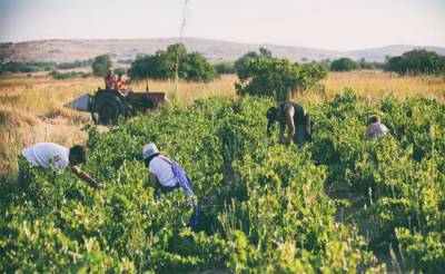 Η ιστορία των ελληνικών ποικιλιών αμπελιού