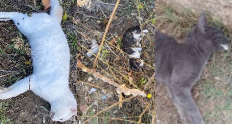 &Lambda;ή&mu;&nu;&omicron;&sigmaf;: &Epsilon;&nu;&tau;&omicron;&pi;ί&sigma;&tau;&eta;&kappa;&alpha;&nu; &nu;&epsilon;&kappa;&rho;έ&sigmaf; &gamma;ά&tau;&epsilon;&sigmaf; &sigma;&tau;&omicron; &Beta;ά&rho;&omicron;&sigmaf;