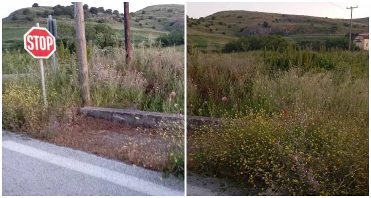 &Pi;&rho;ό&beta;&lambda;&eta;&mu;&alpha; &omicron;&rho;&alpha;&tau;ό&tau;&eta;&tau;&alpha;&sigmaf; &sigma;&tau;&eta;&nu; έ&xi;&omicron;&delta;&omicron; &tau;&omicron;&upsilon; &Kappa;ό&tau;&sigma;&iota;&nu;&alpha; &lambda;ό&gamma;&omega; &psi;&eta;&lambda;ώ&nu; &chi;ό&rho;&tau;&omega;&nu;