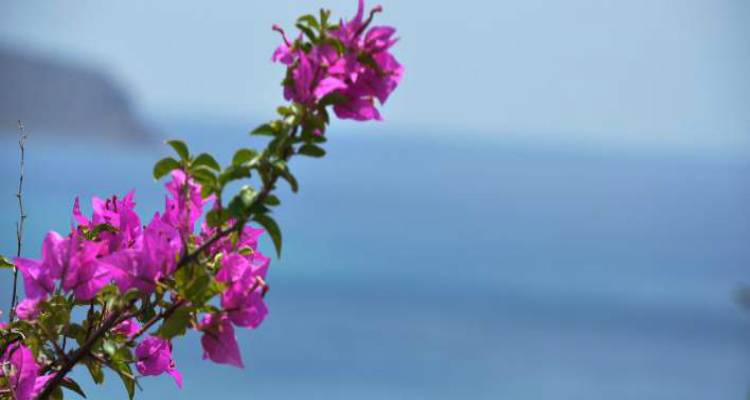 Φωτογραφία: EUROKINISSI/ ΒΑΣΙΛΗΣ ΠΑΠΑΔΟΠΟΥΛΟΣ