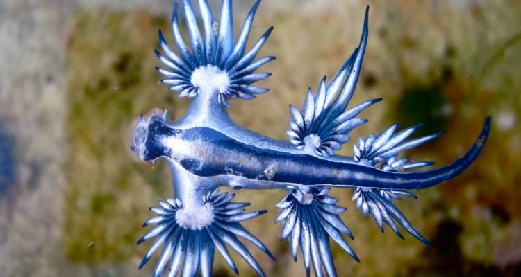 Συναγερμός στην Ισπανία: Κλείνει 11 χιλιόμετρα παραλίας σε δημοφιλή προορισμό λόγω εισβολής «μπλε δράκων»