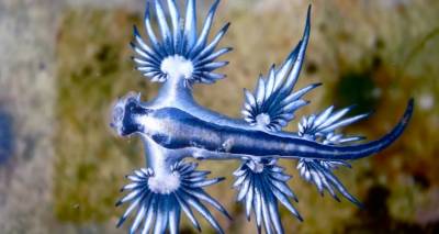 Συναγερμός στην Ισπανία: Κλείνει 11 χιλιόμετρα παραλίας σε δημοφιλή προορισμό λόγω εισβολής «μπλε δράκων»