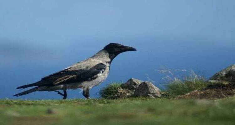 Νέα προσπάθεια ελέγχου του πληθυσμού των κορακοειδών στη Λήμνο