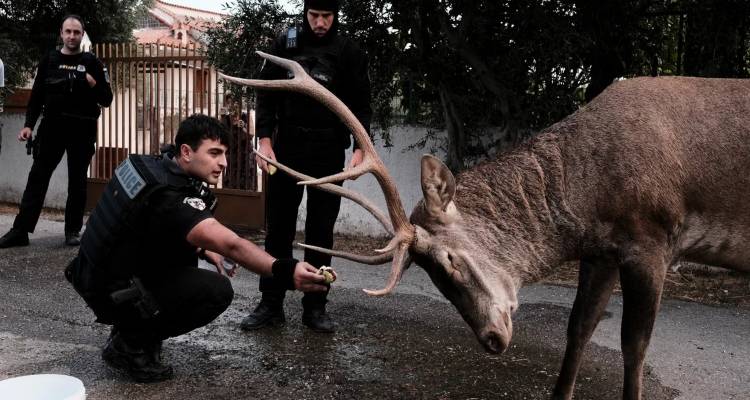 &Pi;ά&rho;&nu;&eta;&theta;&alpha;: &Epsilon;&lambda;ά&phi;&iota; &kappa;&alpha;&tau;έ&beta;&eta;&kappa;&epsilon; &sigma;&tau;&omicron; &Mu;&epsilon;&nu;ί&delta;&iota; &lambda;ό&gamma;&omega; &tau;&eta;&sigmaf; &phi;&omega;&tau;&iota;ά&sigmaf; &kappa;&alpha;&iota; &alpha;&sigma;&tau;&upsilon;&nu;&omicron;&mu;&iota;&kappa;&omicron;ί &tau;&omicron; &tau;ά&iota;&sigma;&alpha;&nu; &sigma;ύ&kappa;&alpha;