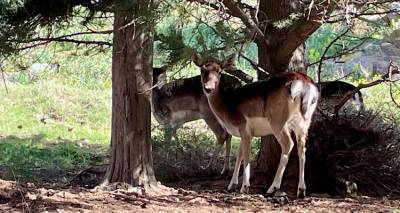 &Tau;&omicron; &epsilon;&lambda;ά&phi;&iota; &tau;&eta;&sigmaf; &Lambda;ή&mu;&nu;&omicron;&upsilon;: &Epsilon;&xi;&omicron;&iota;&kappa;&epsilon;&iota;&omega;&mu;έ&nu;&omicron; &mu;&epsilon; &tau;&omicron;&nu; ά&nu;&theta;&rho;&omega;&pi;&omicron; &kappa;&alpha;&iota; &pi;&alpha;&nu;έ&mu;&omicron;&rho;&phi;&omicron;