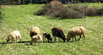 Eκδήλωση για τη διαχείριση παθήσεων μικρών μηρυκαστικών στη Λήμνο