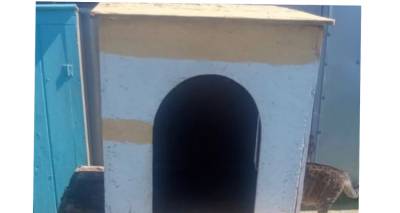 &Lambda;ή&mu;&nu;&omicron;&sigmaf;: &Delta;ύ&omicron; &nu;έ&alpha; &sigma;&kappa;&upsilon;&lambda;ό&sigma;&pi;&iota;&tau;&alpha; &alpha;&pi;ό &delta;&omega;&rho;&epsilon;ά &pi;&omicron;&lambda;ί&tau;&eta; &sigma;&tau;&omicron; &kappa;&alpha;&tau;&alpha;&phi;ύ&gamma;&iota;&omicron; &tau;&omicron;&upsilon; &Delta;ή&mu;&omicron;&upsilon;