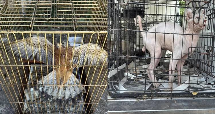 Εξιχνιάστηκε υπόθεση παράνομου εμπορίου ζώων συντροφιάς στον Γέρακα -Δύο συλλήψεις