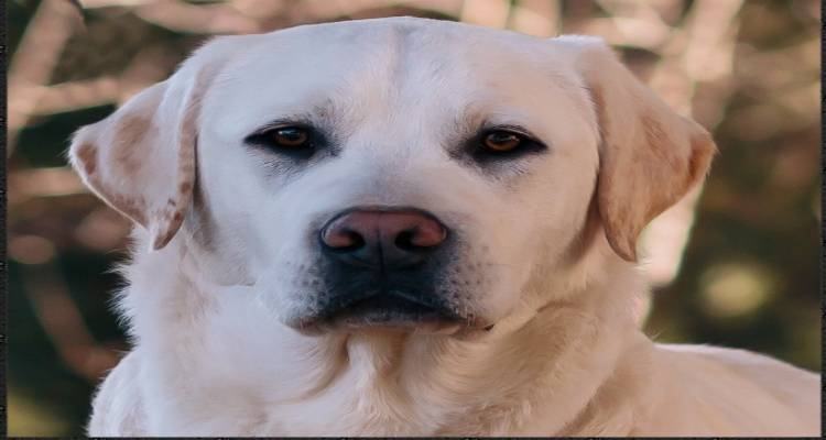 2  &kappa;&alpha;&theta;&alpha;&rho;ό&alpha;&iota;&mu;&alpha; &Lambda;&alpha;&mu;&pi;&rho;&alpha;&nu;&tau;ό&rho; &alpha;&nu;&alpha;&zeta;&eta;&tau;&omicron;ύ&nu; &nu;έ&alpha; &omicron;&iota;&kappa;&omicron;&gamma;έ&nu;&epsilon;&iota;&alpha; &sigma;&tau;&eta; &Lambda;ή&mu;&nu;&omicron;