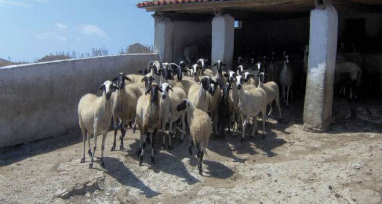 Από τις  5 Απριλίου σε νέο χώρο και πλήρη λειτουργία η Κτηνιατρική Υπηρεσία Λήμνου