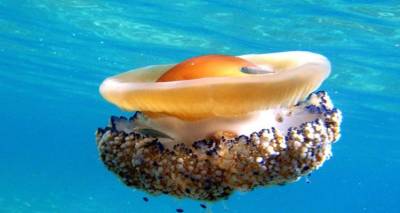 Cotylorhiza tuberculata: Μια μαγευτική μέδουσα σε... σχήμα αυγού! (pics+video)