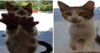 &Gamma;&alpha;&tau;ά&kappa;&iota; &alpha;&nu;&alpha;&zeta;&eta;&tau;&epsilon;ί &sigma;&pi;&iota;&tau;&iota;&kappa;ό &sigma;&tau;&eta; &Lambda;ή&mu;&nu;&omicron;