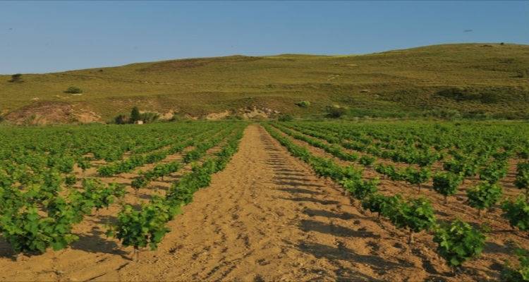&Alpha;&nu;&alpha;&kappa;&omicron;&iota;&nu;ώ&theta;&eta;&kappa;&epsilon; &tau;&omicron; &pi;&rho;ό&gamma;&rho;&alpha;&mu;&mu;&alpha; &alpha;&nu;&alpha;&delta;&iota;ά&rho;&theta;&rho;&omega;&sigma;&eta;&sigmaf; &kappa;&alpha;&iota; &mu;&epsilon;&tau;&alpha;&tau;&rho;&omicron;&pi;ή&sigmaf; &tau;&omega;&nu; &alpha;&mu;&pi;&epsilon;&lambda;ώ&nu;&omega;&nu; &pi;&epsilon;&rho;&iota;ό&delta;&omicron;&upsilon; 2015-  2016
