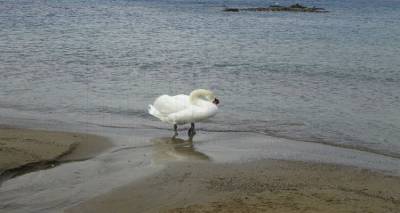 &Epsilon;&pi;ί&sigma;&eta;&mu;&eta; &tau;&omicron;&pi;&omicron;&theta;έ&tau;&eta;&sigma;&eta; &tau;&omicron;&upsilon; Animal Rescue Lemnos &gamma;&iota;&alpha; &tau;&eta;&nu; &alpha;&pi;&omicron;&mu;ά&kappa;&rho;&upsilon;&nu;&sigma;&eta; &tau;&omicron;&upsilon; &kappa;ύ&kappa;&nu;&omicron;&upsilon; &alpha;&pi;ό &tau;&eta;&nu; &pi;&alpha;&rho;&alpha;&lambda;ί&alpha; &tau;&eta;&sigmaf; &Mu;ύ&rho;&iota;&nu;&alpha;&sigmaf;
