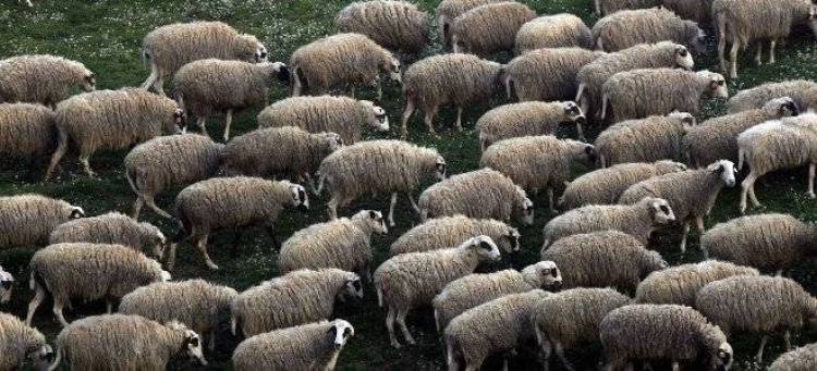 Μαζική «θυσία» προβάτων εξαιτίας ευλογιάς στο Διδυμότειχο