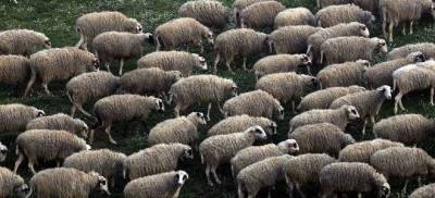 Μαζική «θυσία» προβάτων εξαιτίας ευλογιάς στο Διδυμότειχο