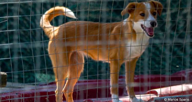 &Sigma;&upsilon;&nu;ά&nu;&tau;&eta;&sigma;&eta; &sigma;&tau;&omicron; &Delta;&eta;&mu;&alpha;&rho;&chi;&epsilon;ί&omicron; &Lambda;ή&mu;&nu;&omicron;&upsilon; &gamma;&iota;&alpha; &tau;&eta; &delta;&iota;&alpha;&chi;&epsilon;ί&rho;&iota;&sigma;&eta; &tau;&omega;&nu; &alpha;&delta;έ&sigma;&pi;&omicron;&tau;&omega;&nu; &zeta;ώ&omega;&nu;