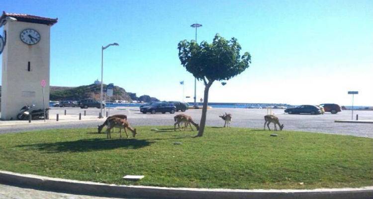 &Pi;&rho;&omicron;&tau;ά&sigma;&epsilon;&iota;&sigmaf; &gamma;&iota;&alpha; &tau;&eta; &delta;&iota;&alpha;&chi;&epsilon;ί&rho;&iota;&sigma;&eta; &tau;&omega;&nu; &pi;&lambda;&alpha;&tau;&omega;&nu;&iota;ώ&nu; | &Chi;ώ&rho;&omicron;&iota; &delta;&iota;&alpha;&beta;ί&omega;&sigma;&eta;&sigmaf; &ndash; &Epsilon;&nu;&delta;&iota;&alpha;ί&tau;&eta;&mu;&alpha; (&mu;έ&rho;&omicron;&sigmaf; 3&omicron;)