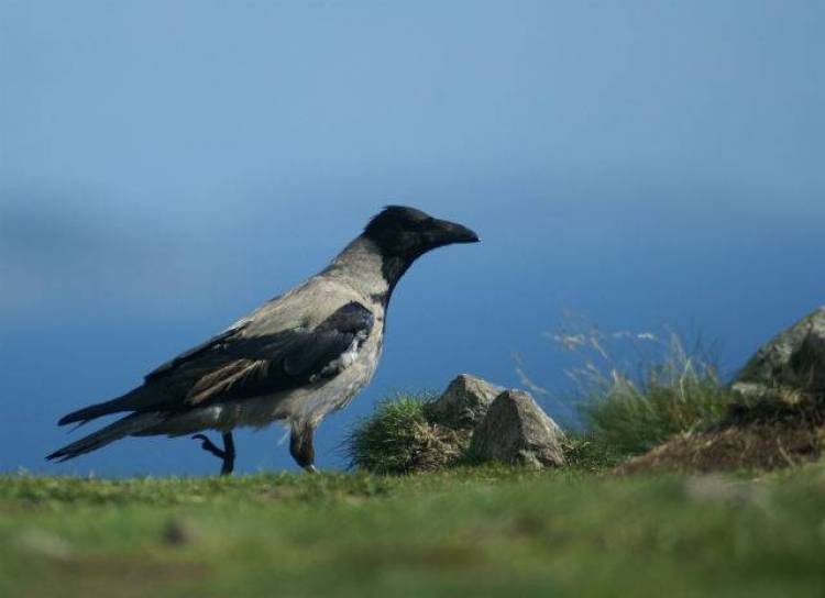 &Xi;&epsilon;&kappa;&iota;&nu;ά&epsilon;&iota; &eta; &kappa;&alpha;&tau;&alpha;&pi;&omicron;&lambda;έ&mu;&eta;&sigma;&eta; &kappa;&omicron;&rho;&alpha;&kappa;&omicron;&epsilon;&iota;&delta;ώ&nu; &sigma;&tau;&eta; &Lambda;ή&mu;&nu;&omicron;