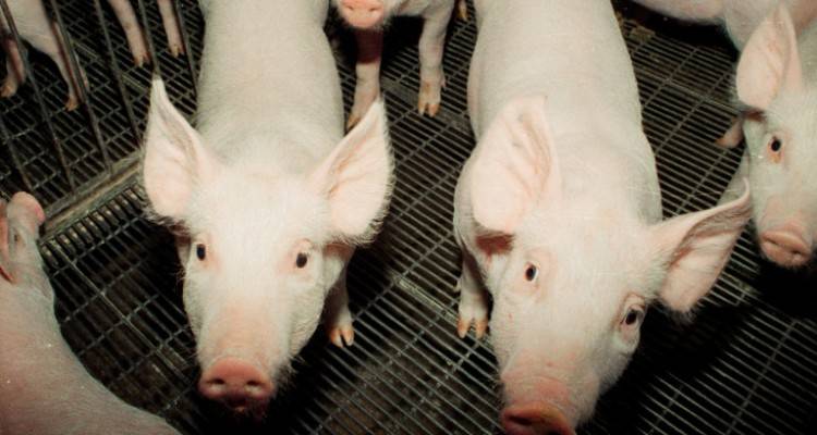 &Sigma;&upsilon;&nu;&alpha;&gamma;&epsilon;&rho;&mu;ό&sigmaf; &sigma;&tau;&iota;&sigmaf; &Sigma;έ&rho;&rho;&epsilon;&sigmaf;: &Epsilon;&pi;&iota;&beta;&epsilon;&beta;&alpha;&iota;ώ&theta;&eta;&kappa;&epsilon; &kappa;&rho;&omicron;ύ&sigma;&mu;&alpha; &alpha;&phi;&rho;&iota;&kappa;&alpha;&nu;&iota;&kappa;ή&sigmaf; &pi;&alpha;&nu;ώ&lambda;&eta;&sigmaf; &tau;&omega;&nu; &chi;&omicron;ί&rho;&omega;&nu;