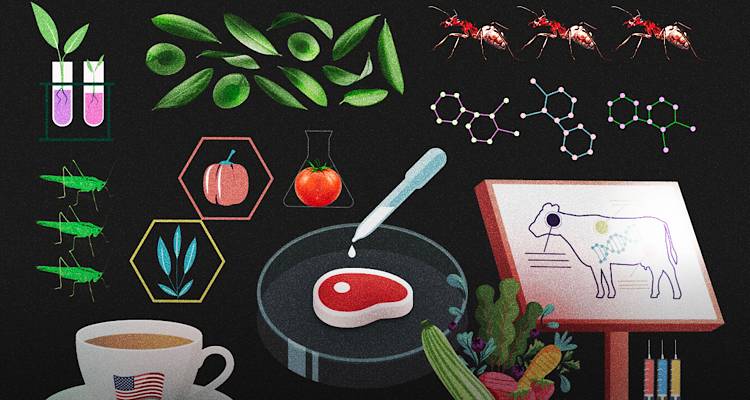 Κρέας κυτταροκαλλιέργειας και άλευρα από γρύλο – Tο φαγητό του μέλλοντος